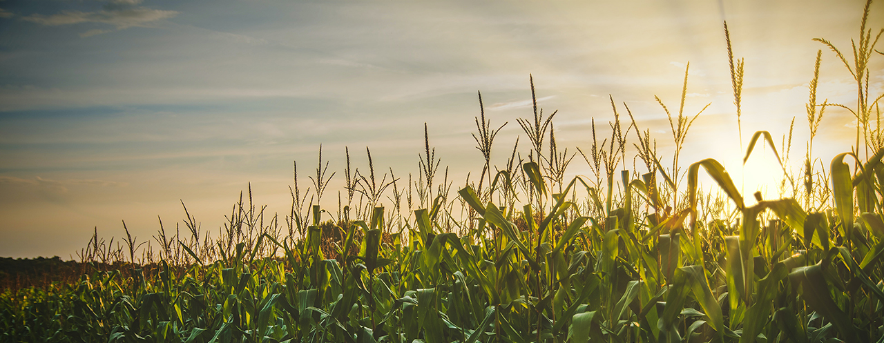 Commodity Futures Trading - Corn Field